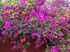 Le bougainvillier