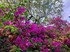 Le bougainvillier