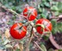 Un petit tour au jardin fin se