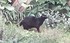 Fable: le merle et les chats