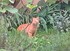Fable: le merle et les chats