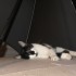 Prudence de chat