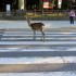Nara (1)