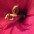 Amaryllis