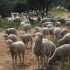 La garrigue