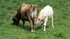 Aubrac (1)