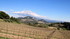 Dentelles de Montmirail