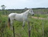 Dans la Camargue gardoise, les animaux