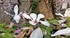 Le magnolia soulangeana