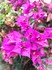 Le bougainvillier