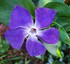 C'est un jardin extraordinaire  (1)