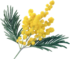 Le mimosa