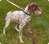adopter5
