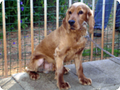 adopter8