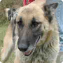 adopter9