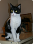 adopter2