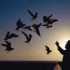 FAIS COMME L'OISEAU...