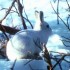 L'HIVER SE FAIT UN PEU ( BEAUC