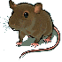DES RATS DANS LA MAISON ?