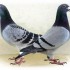 OPÉRATION 2012 PIGEONS VOYAGE