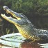 VENEZ VOIR MES JOLIS ALLIGATOR