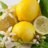 PRESSÉS COMME DES CITRONS...