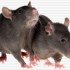 DES RATS ? UN PRÊTÉ POUR UN 