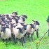 SAVEZ-VOUS COMPTER LES VACHES 