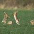 LA TAGADACTACTIQUE DU CHASSEUR