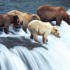 CHASSE À L'OURS À LA MODE TE