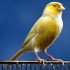 VIENS VOIR MES PETITS CANARIS
