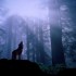 PRUDENCE DANS LE BROUILLARD ET AVIS DE T