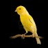 VIENS, MON PETIT CANARI.