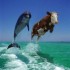 OH LA VACHE !