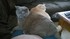 Juste quelques photos de mes chats