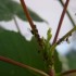 Voici qlq insectes de ma colle