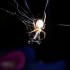 Voici qlq insectes de ma colle