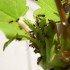 Voici qlq insectes de ma colle