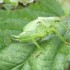 Voici qlq insectes de ma colle