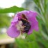 Voici qlq insectes de ma colle