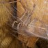 Voici qlq insectes de ma colle