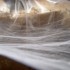 Voici qlq insectes de ma colle