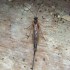 Voici qlq insectes de ma colle
