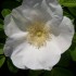 petite fleur d'églantier