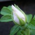 petite fleur d'églantier
