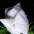petite fleur d'églantier