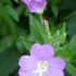 jolie petite fleurs