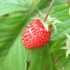 hum!! petite fraises des bois