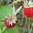 hum!! petite fraises des bois
