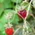 hum!! petite fraises des bois